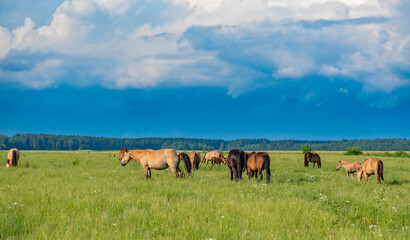 Fototapeta na wymiar A herd of horses grazes on a green field against the background of clouds.