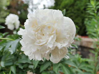 Peony or Paeonia Lactiflora. Duchesse de Nemours. © Bernard Chantal