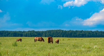 A herd of horses grazes on a green field against the background of clouds.