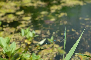 Blue dragonflies near the water