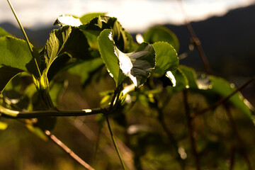 leaves in the sun