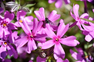 Fototapeta premium Macro photo close up view to field lilac purple flowers Phlox subulata