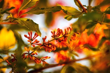 Lilac flowers close-up among green leaves in sunset light