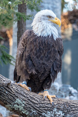 Eagle