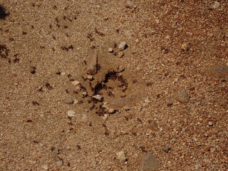 Red ants