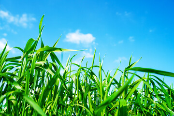 green field and blue sky with light clouds. Nature background. environmental protection concept