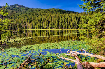 Großer Arbersee im Bayerischen Wald, Bayern, Deutschland
