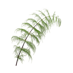 Green horsetail branch isolated on white background