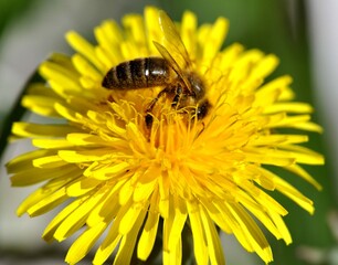 close up macro photo of a bee on yellow flower dandelion