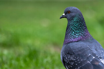 bluish-gray city pigeon sits on the green grass in a park on a blurred background