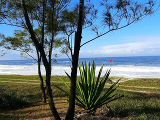 beach and tree