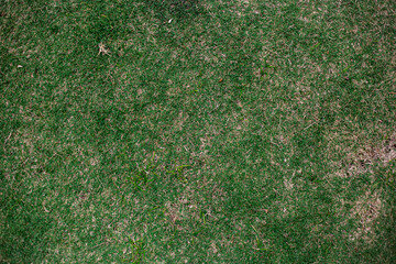 Grass fund used and damaged by the use and passage of time. royal background