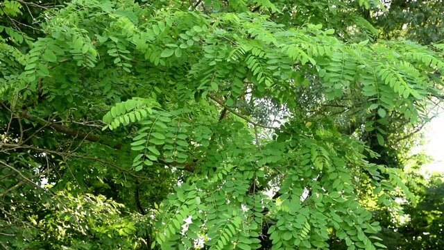 Zielone liście drzew poruszają się na lekkim wietrze.