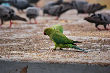A green parrot in a group of Pigeon