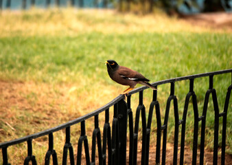 Indian common black mynah bird with grass in beak for nesting