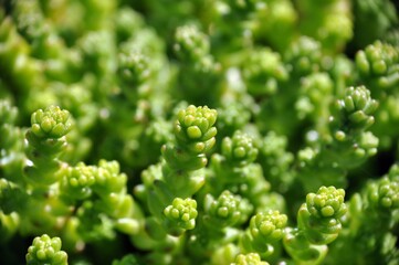 Macro photo close up view to sedum acre green moss