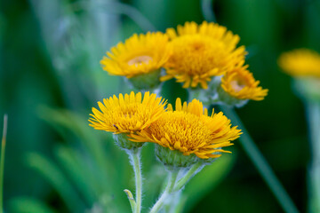 bee on dandelion