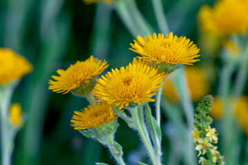 yellow dandelion flower
