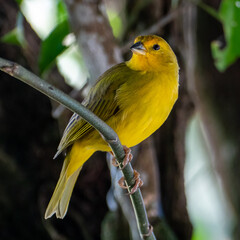 Atlantic Canary, a small Brazilian wild bird.The yellow canary Crithagra flaviventris is a small passerine bird in the finch family. 