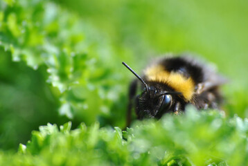 Hummel auf Blatt