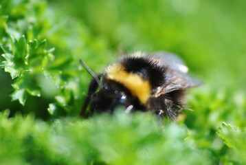 Hummel auf Blatt