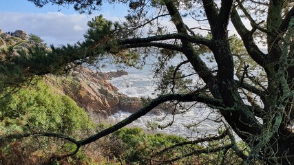 trees in the forest by the sea