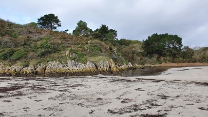 pine trees on the beach