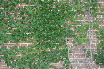 Fototapeta premium Full Brick Wall with Ivy and Stems