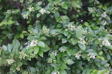 Green Leaves and White Flowers