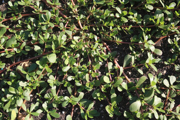 Ground Cover