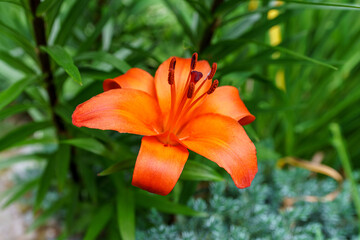 New England summer flowers / blooms / petals