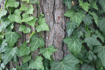 Ivy Covering Tree