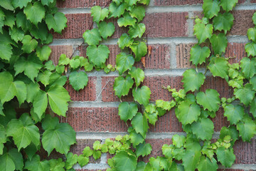 Ivy on Brick Wall