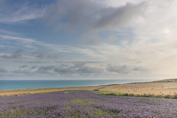 champ de fleurs violettes devant la mer la Manche
