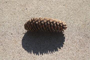 Pinecone