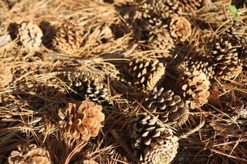 Pinecones and Pine Needles Ground Covering