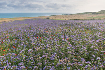 Fototapeta premium champ de fleurs devant la Manche à Sangatte