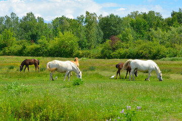 Obraz premium Wild horses and foals graze in the Isola Della Cona wetland nature reserve in Friuli-Venezia Giulia, north east Italy 