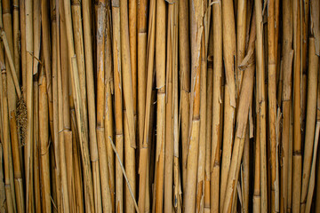 abstract dry reed texture