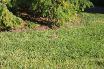 Rabbit in Field