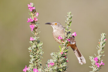 Curve-billed thrasher (Toxostoma curvirostre) on flower, South Texas, USA