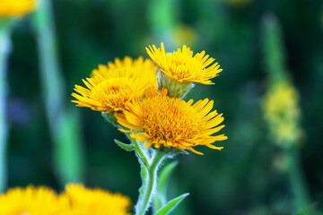 yellow dandelion flower