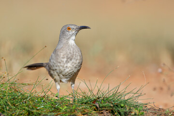Curve-billed thrasher (Toxostoma curvirostre), South Texas, USA