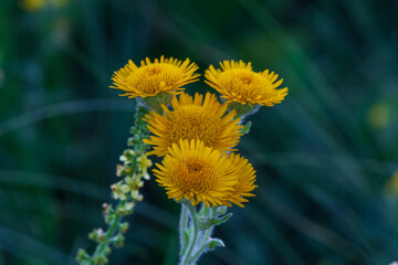 yellow dandelion flower