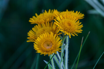 yellow dandelion flower