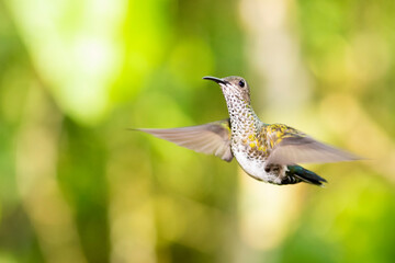 A female white-necked jacobin (Florisuga mellivora)