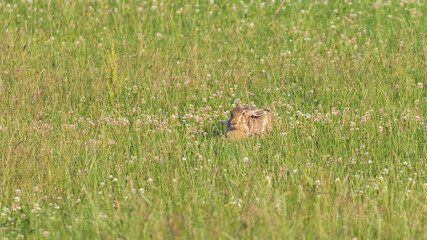 Rabbit hiding (Lepus europaeus) in green grass