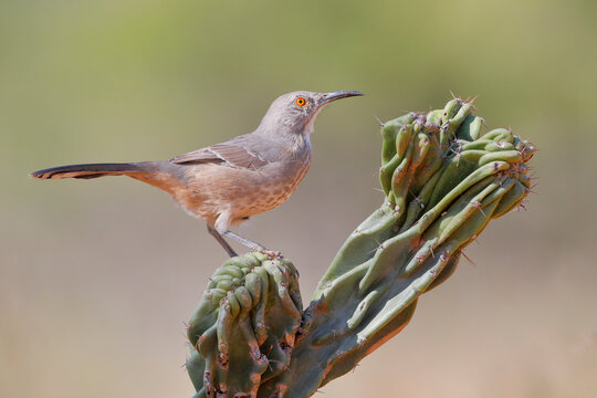 Curve-billed thrasher (Toxostoma curvirostre) on cactus, South Texas, USA
