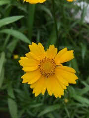 yellow dandelion flower
