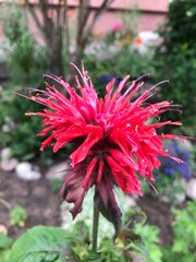 red dahlia flower